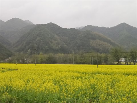 仁里镇杜村村：田园风光如诗画 乡村景色处处新