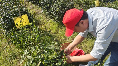 石台公路分中心开展“劳动创造幸福，助农采茶志愿行”活动